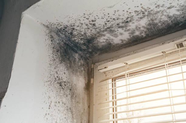 Affordable Mold Cleanup solutions in Franklin, NJ